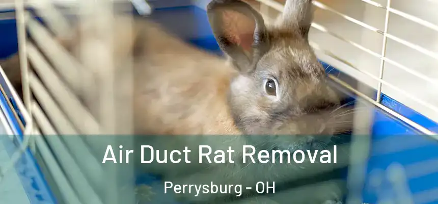  Air Duct Rat Removal Perrysburg - OH